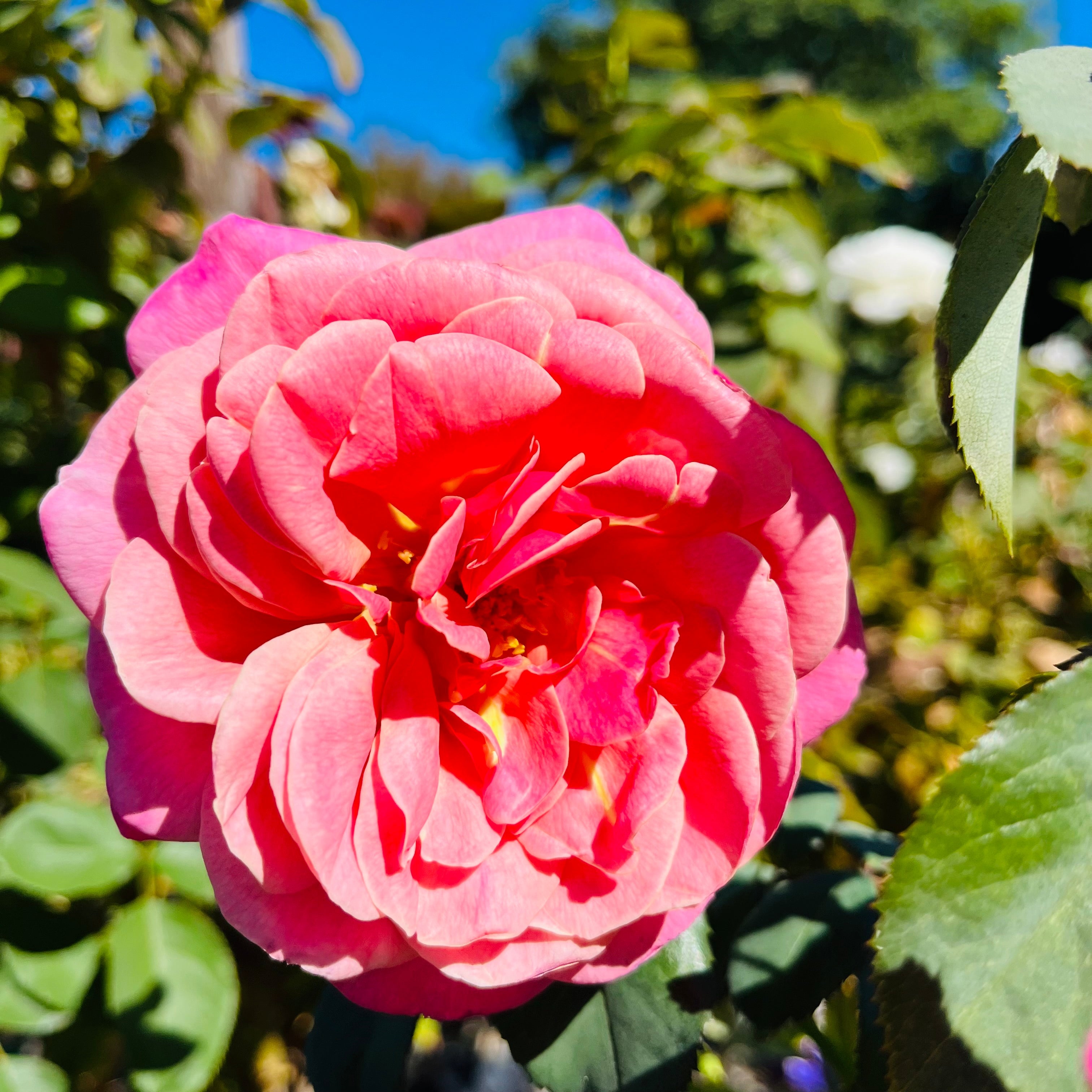 Queen of Elegance Floribunda Rose