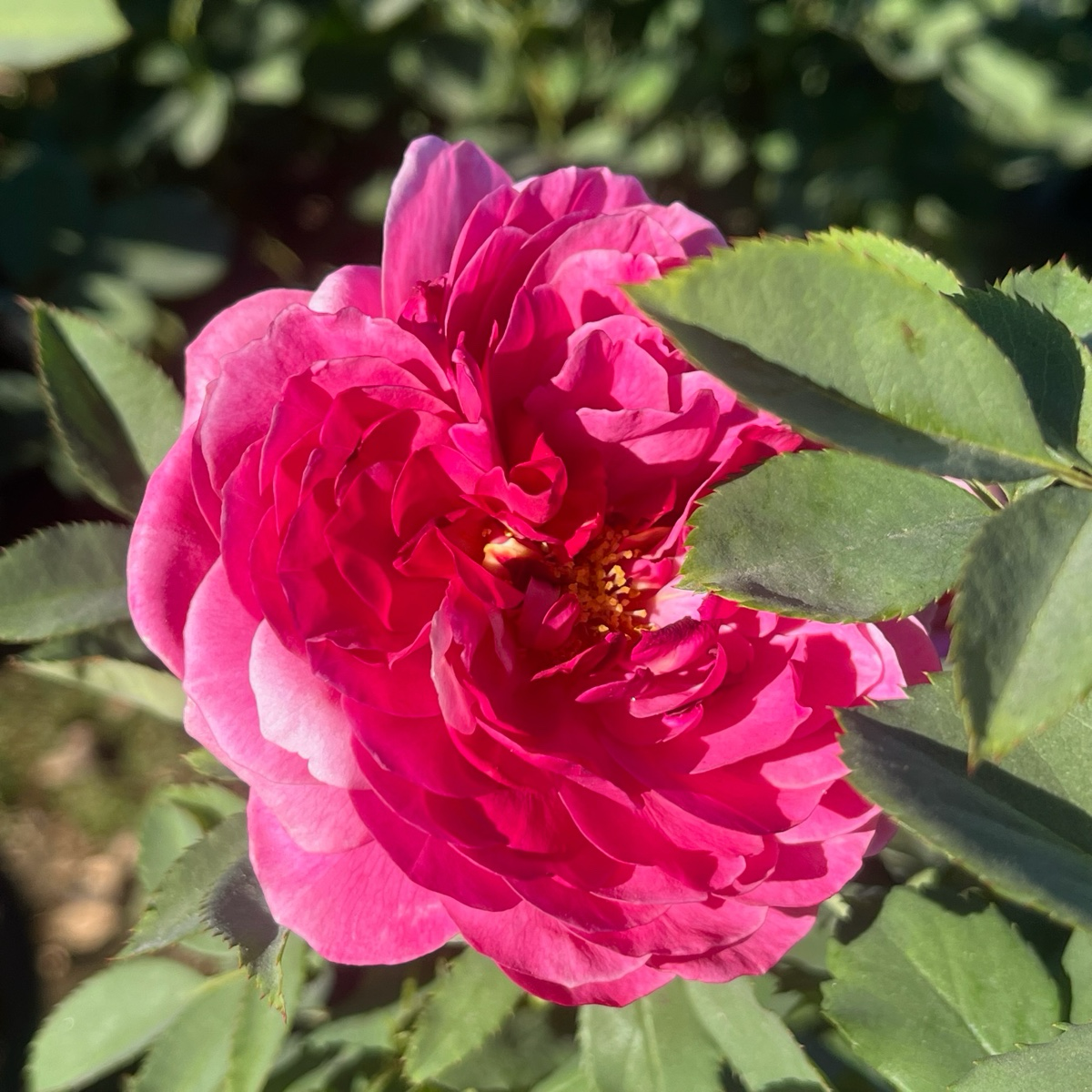 Queen of Elegance Floribunda Rose
