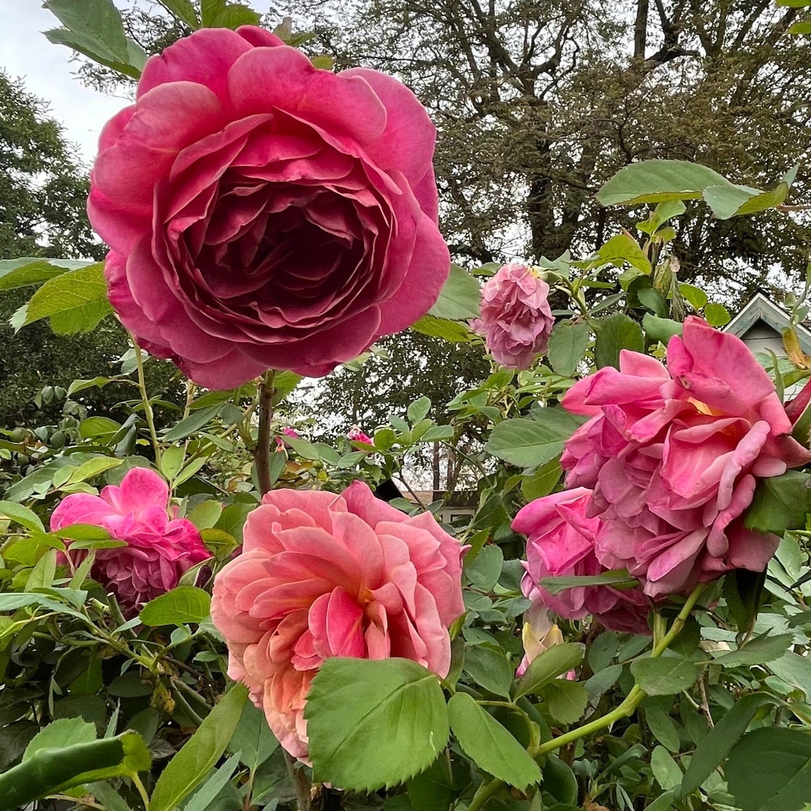 Queen of Elegance Floribunda Rose