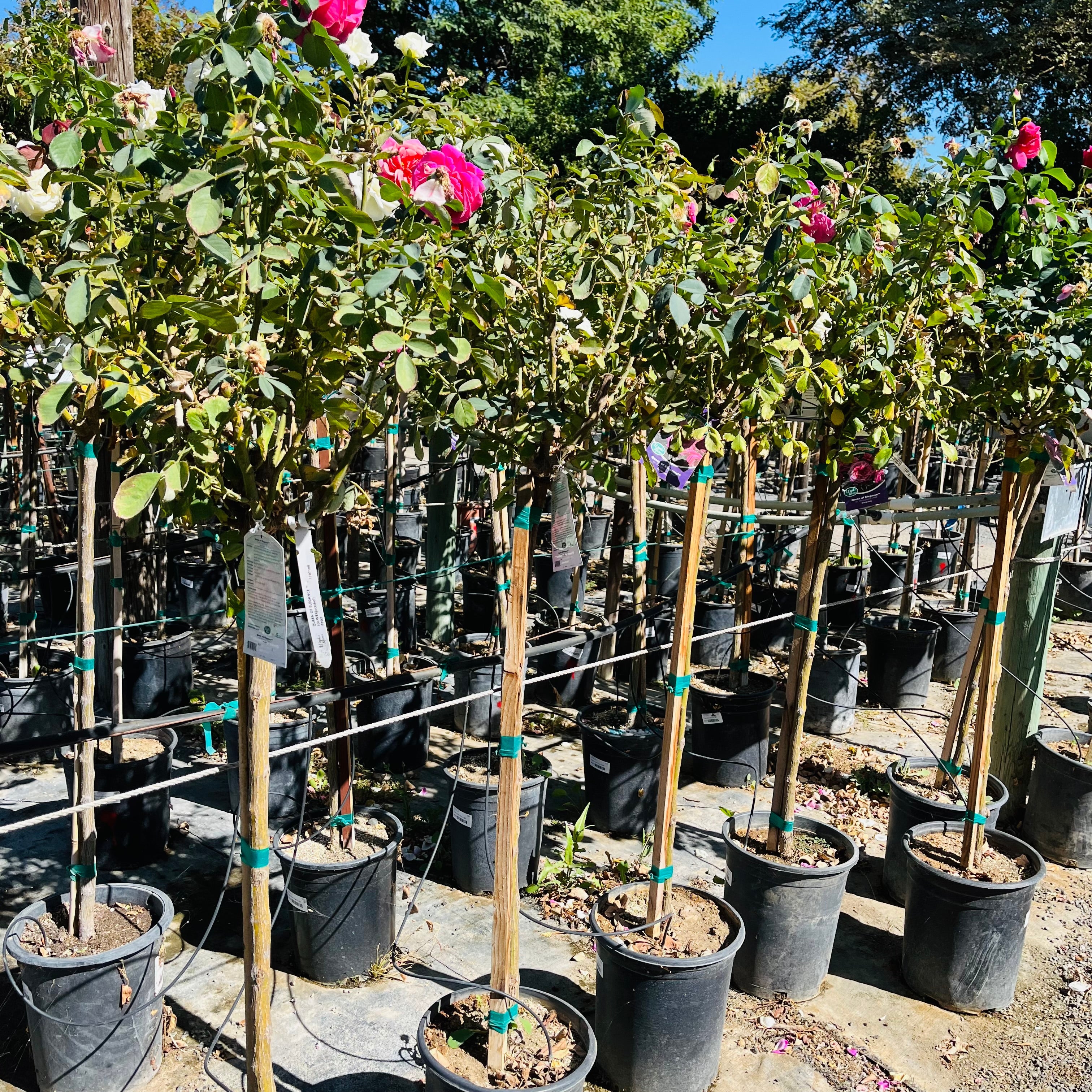 Queen of Elegance Floribunda Rose