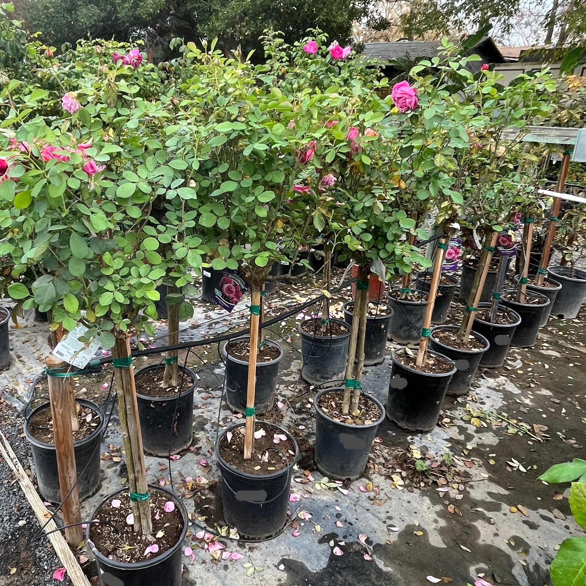 Queen of Elegance Floribunda Rose