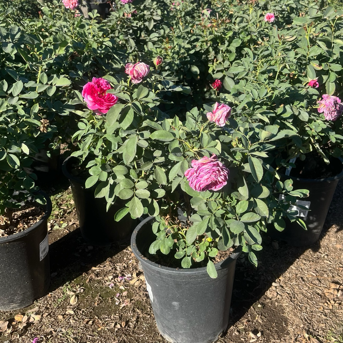 Queen of Elegance Floribunda Rose
