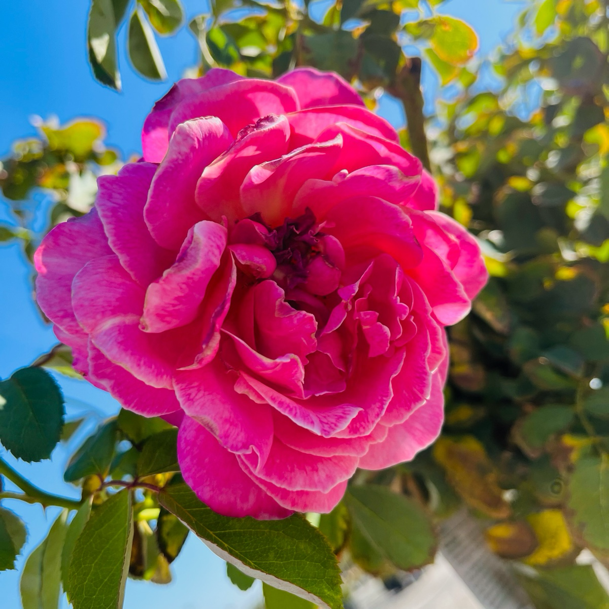 Queen of Elegance Floribunda Rose