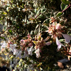 Radiance Glossy Abelia