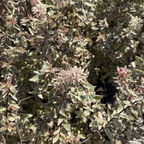 Radiance Glossy Abelia