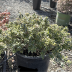 Radiance Glossy Abelia