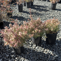 Radiance Glossy Abelia