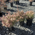 Radiance Glossy Abelia