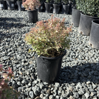 Radiance Glossy Abelia