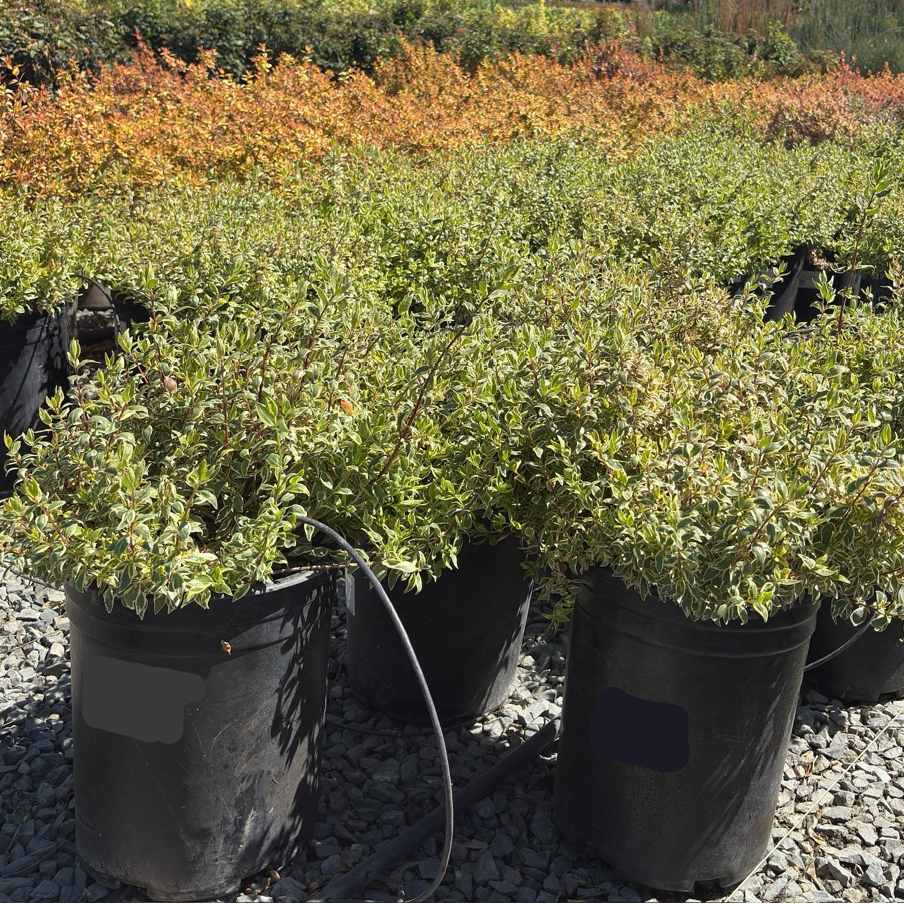 Radiance Glossy Abelia