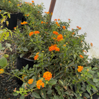 Radiation Lantana
