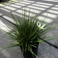 Rain Lily