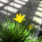 Rain Lily