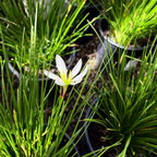 Rain Lily