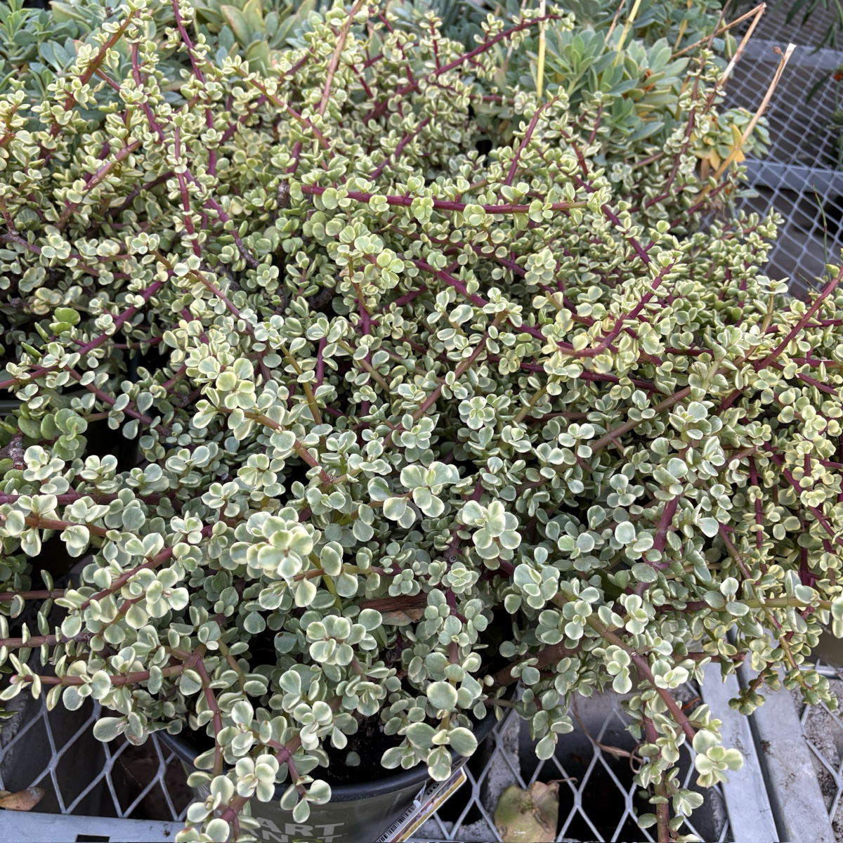 Rainbow Elephant Bush