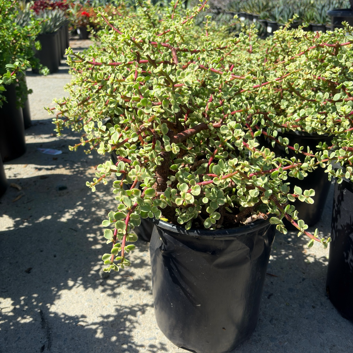 Rainbow Elephant Bush