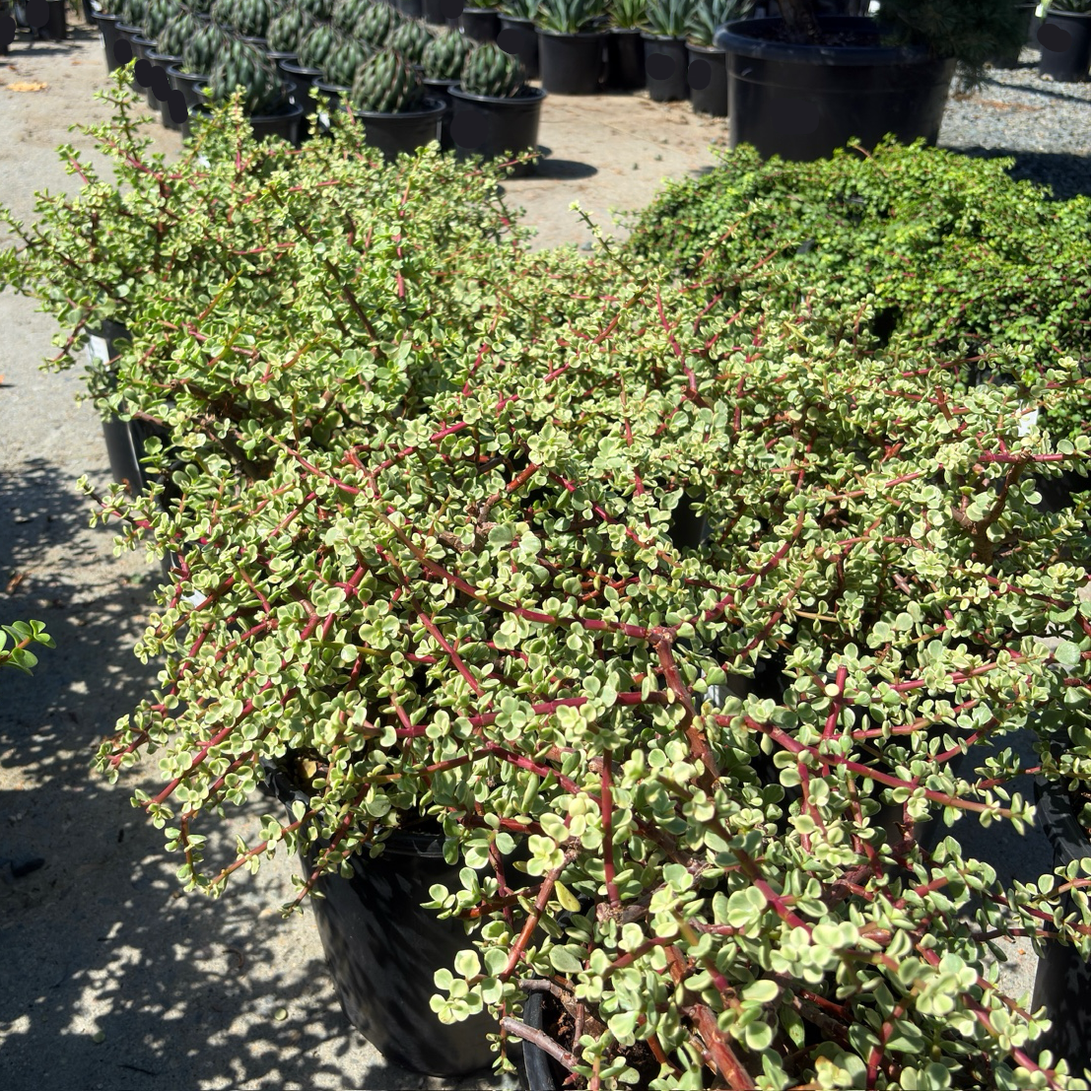 Rainbow Elephant Bush