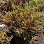 Rainbow Surprise Mirror Plant