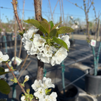 Rainier Cherry