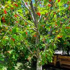 Rainier Cherry