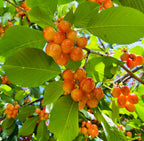 Rainier Cherry