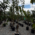 Rainier_Cherry