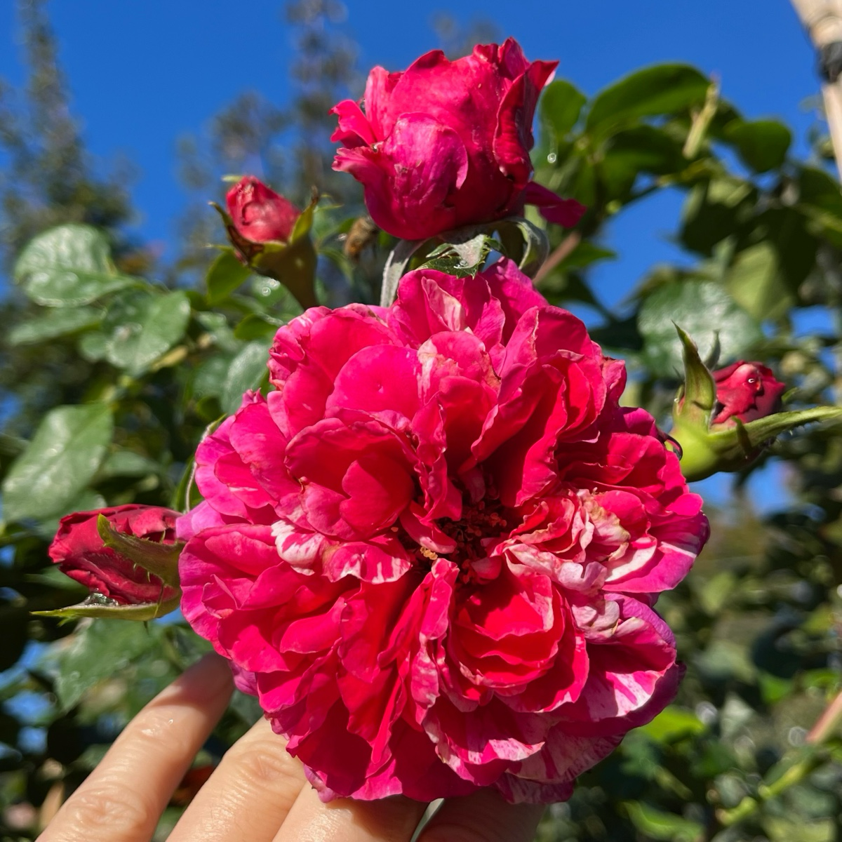 Raspberry Cream Twirl Climbing Rose