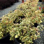 Raspberry Ice Variegated Bougainvillea