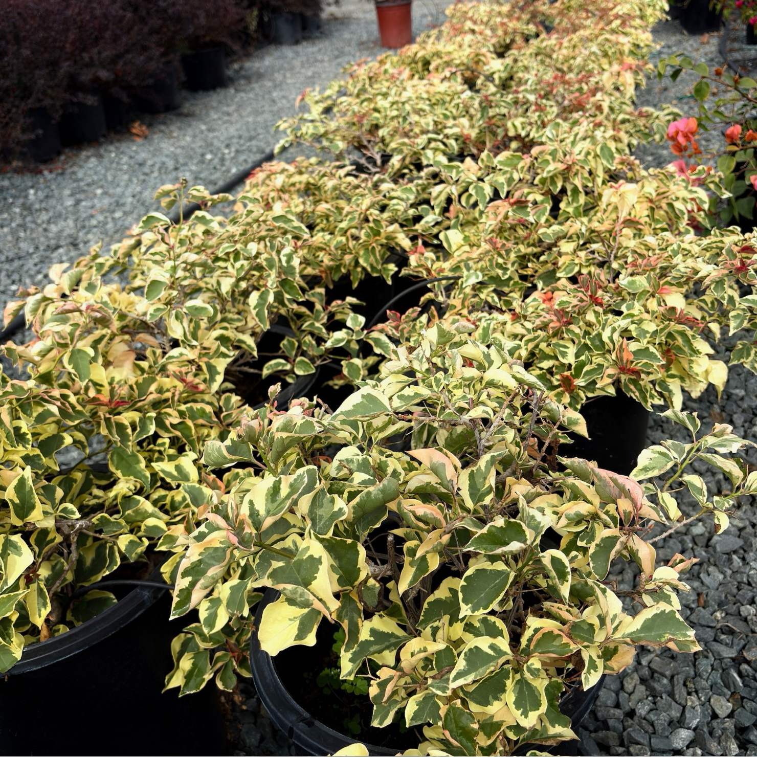 Raspberry Ice Variegated Bougainvillea