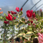 Raspberry Ice Variegated Bougainvillea