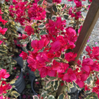 Raspberry Ice Variegated Bougainvillea