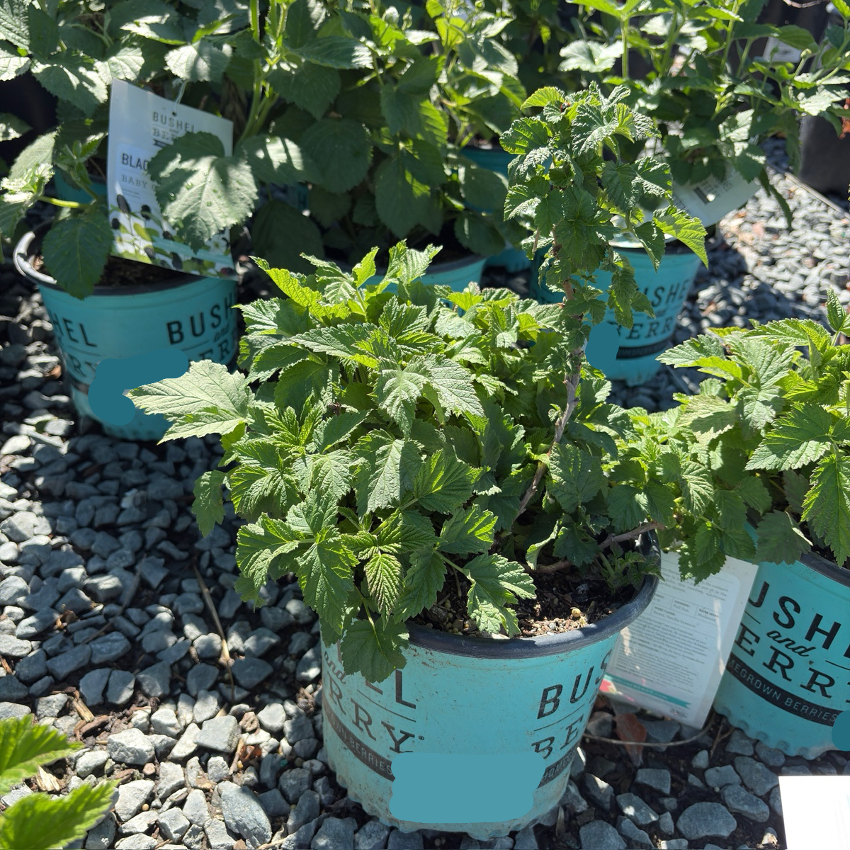 Raspberry 'Shortcake'