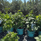 Raspberry 'Shortcake'