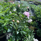 Rassberry Sundae Peony