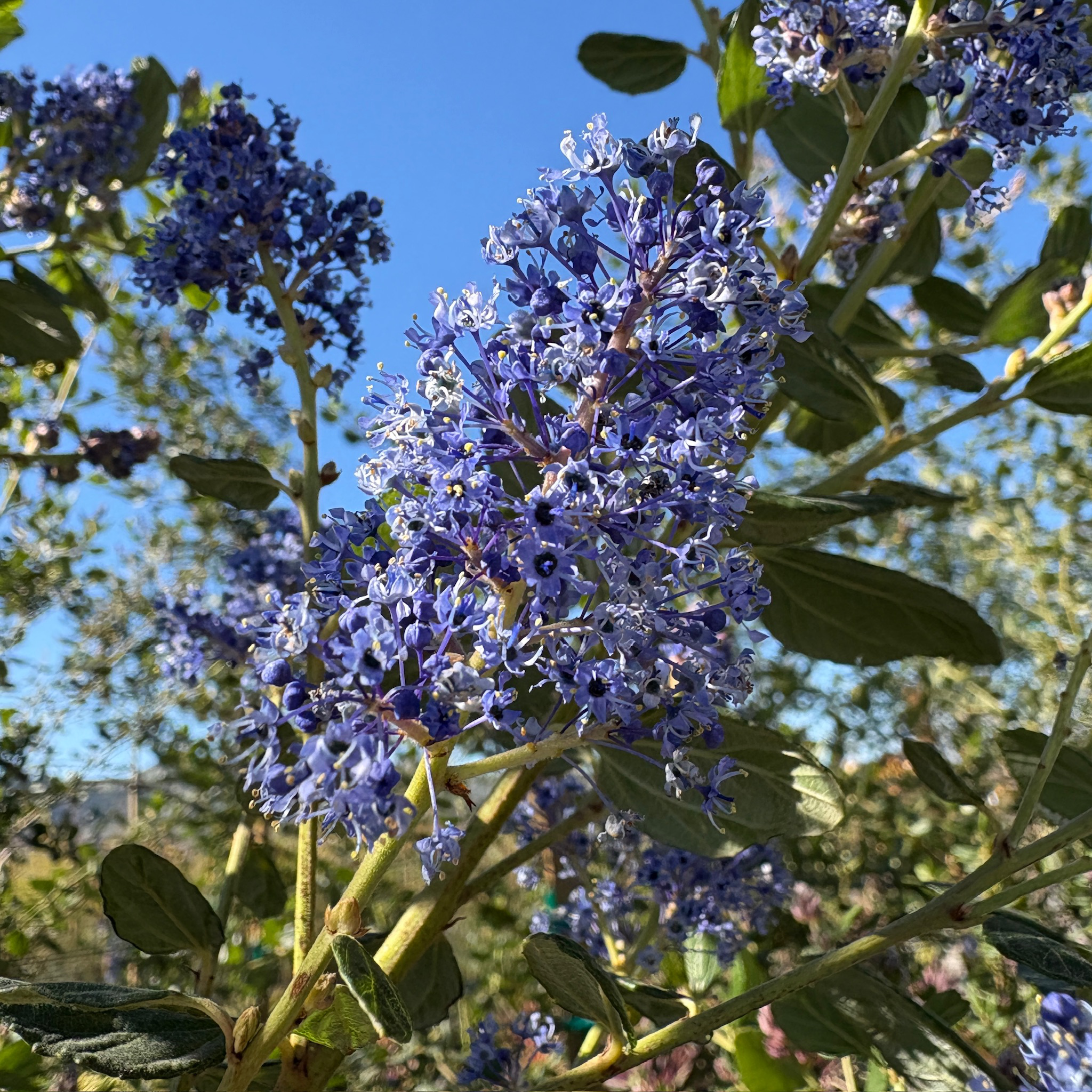 Ray Hartman California Lilac