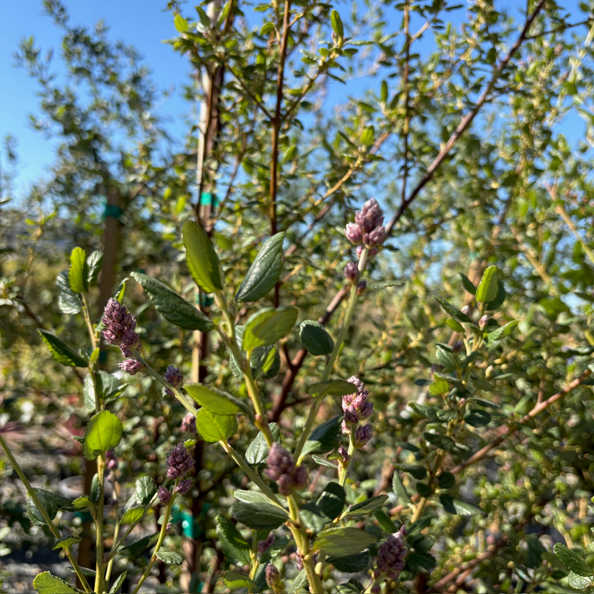 Ray Hartman California Lilac
