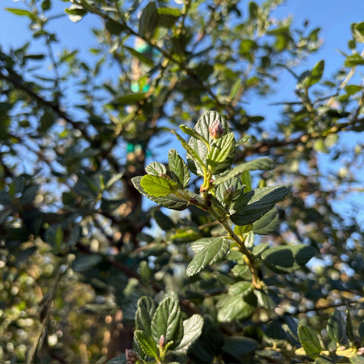 Ray Hartman California Lilac