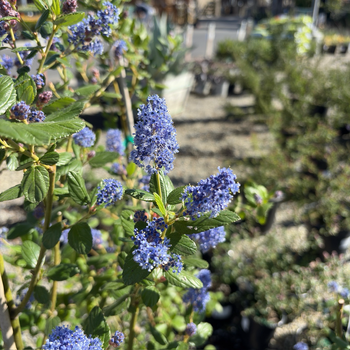 Ray Hartman California Lilac