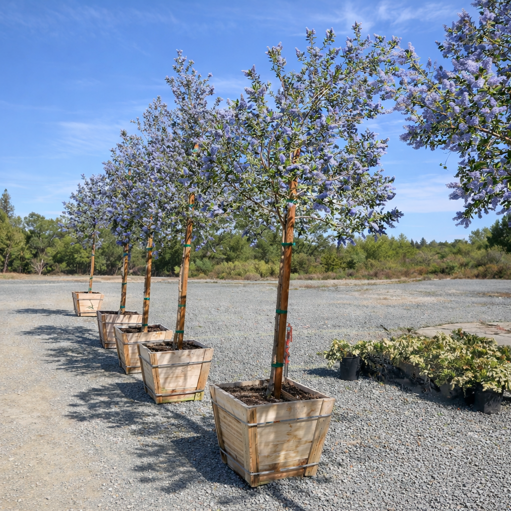 Row of potted 24“ box trees (Ceanothus 'Ray Hartman') 