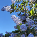 Close-up of blue Ceanothus 'Ray Hartman' flowers with green leaves against a clear blue sky.