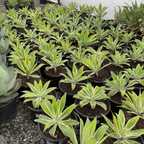 Ray Of Light Fox Tail Agave