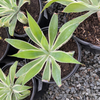 Ray Of Light Fox Tail Agave