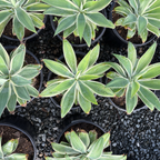 Ray Of Light Fox Tail Agave