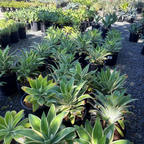 Ray of Light Fox Tail Agave