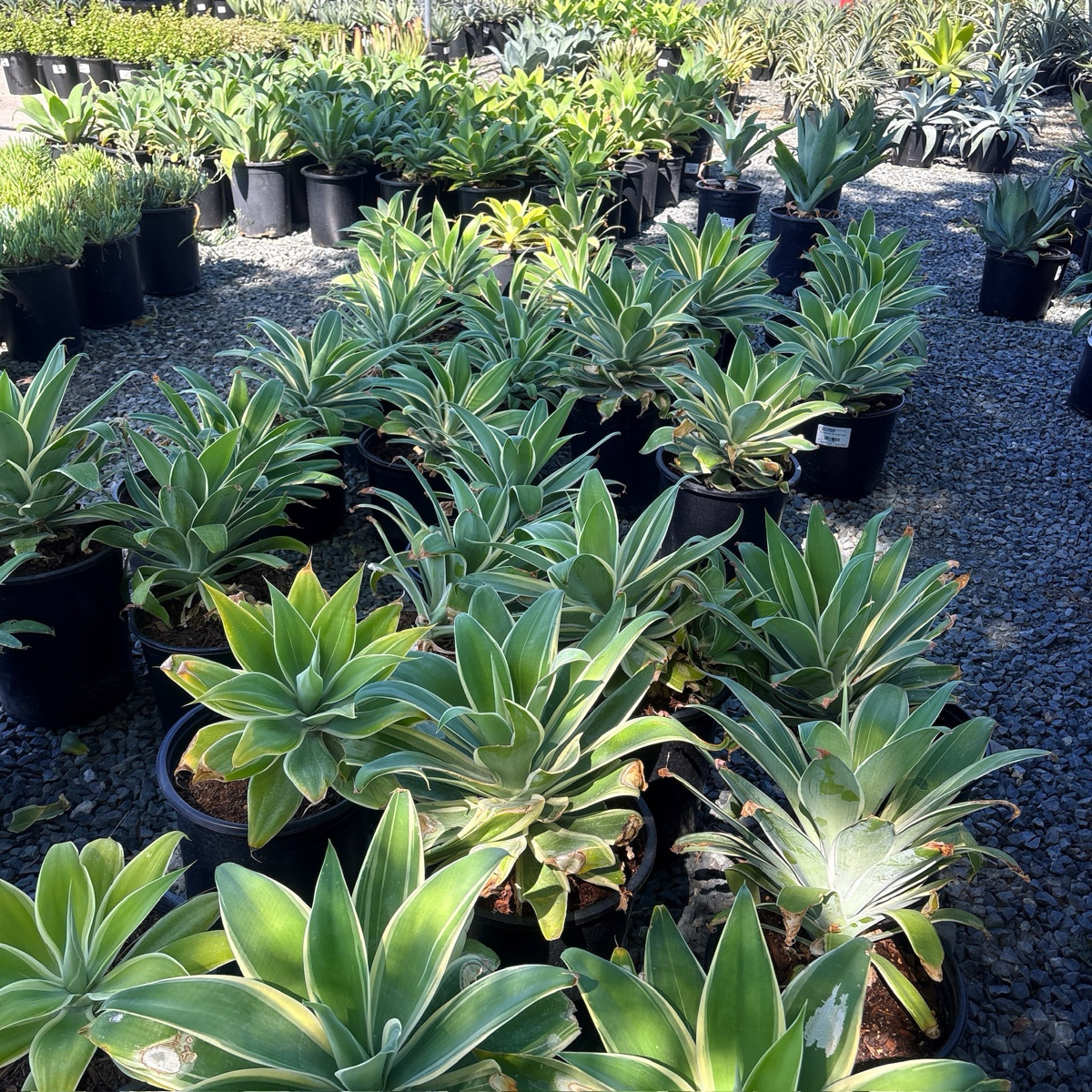 Ray of Light Fox Tail Agave