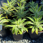 Ray of Light Fox Tail Agave