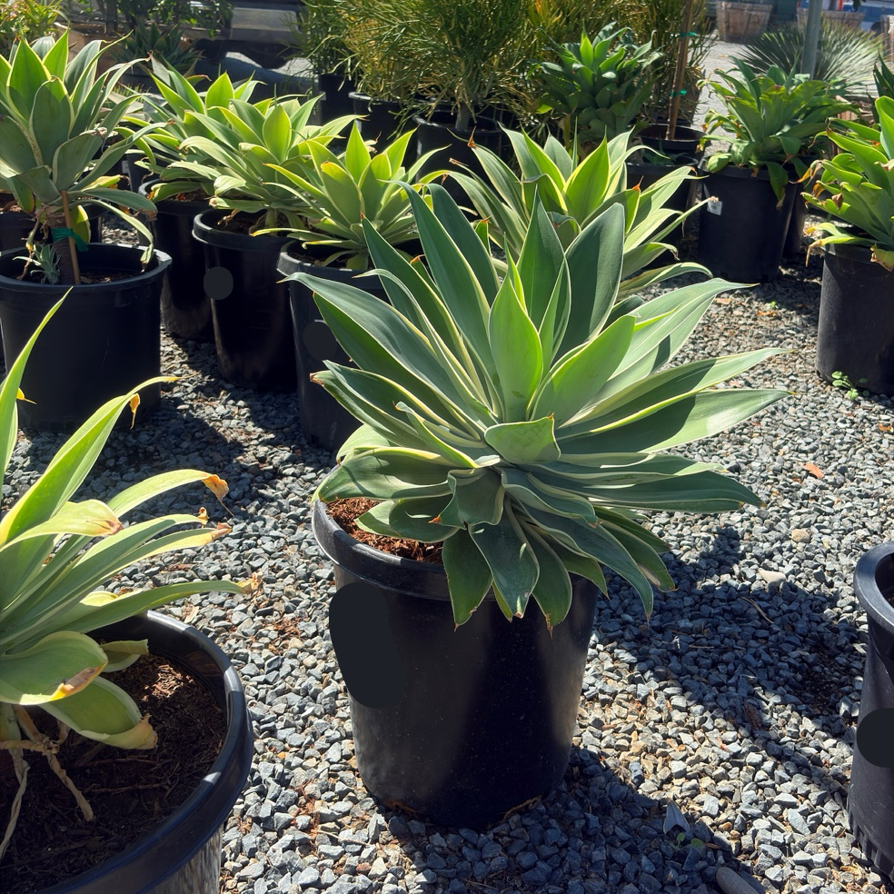 Ray of Light Fox Tail Agave