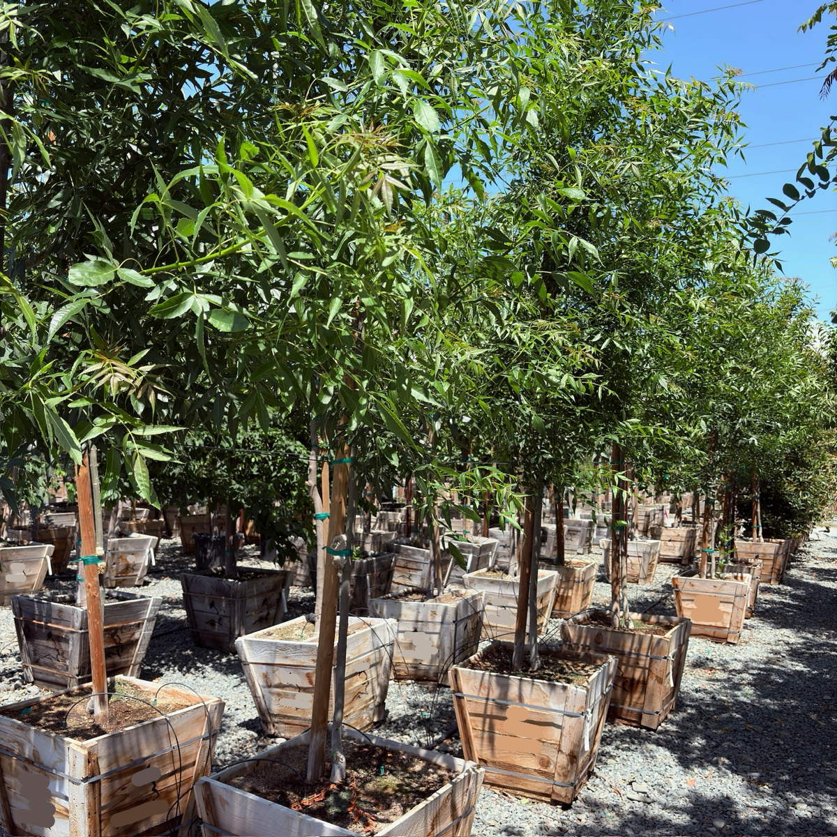 Raywood ash