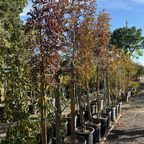 Raywood ash