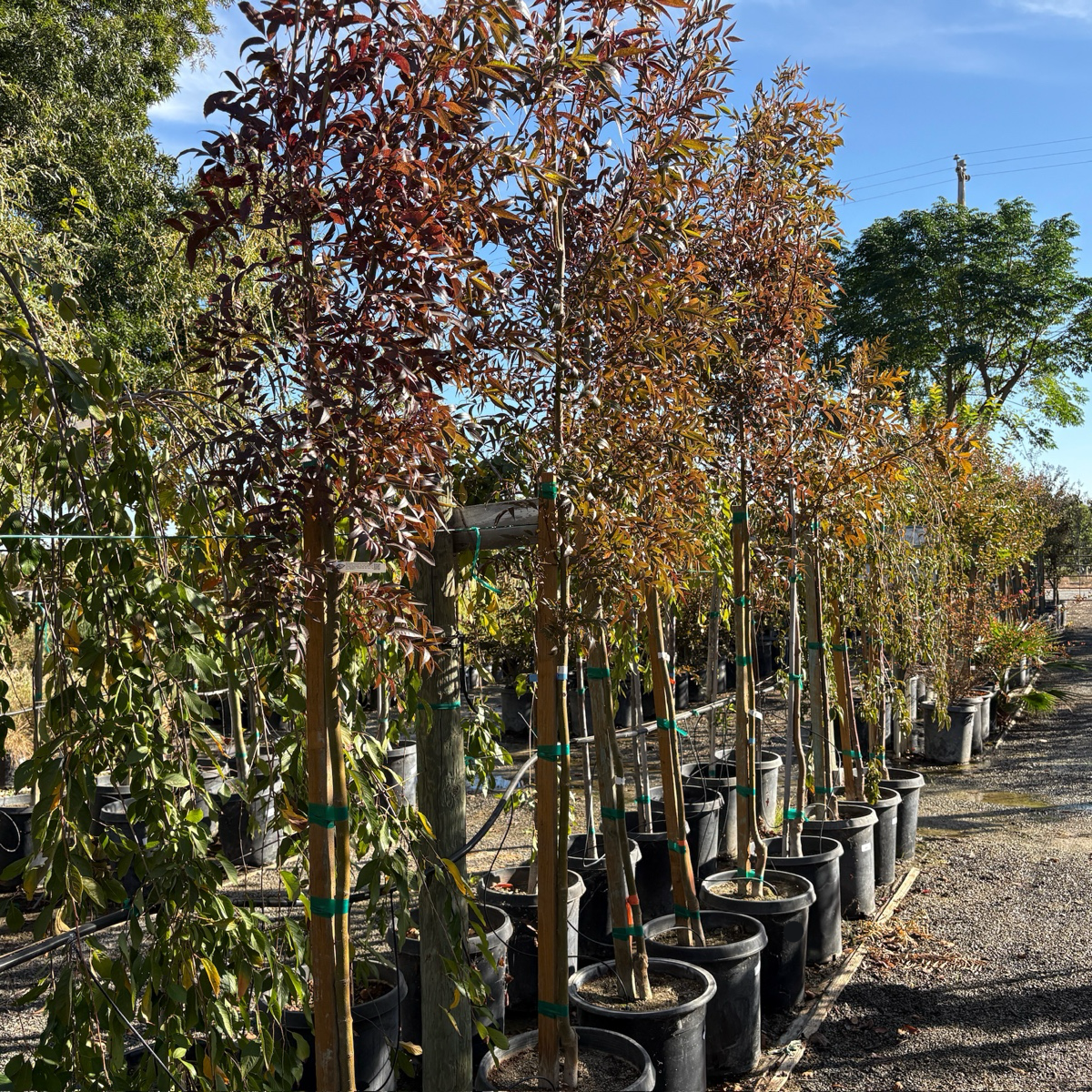 Raywood ash